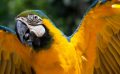 Santuario de Aves